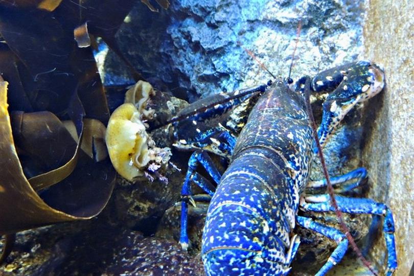 Aquarium of Vendée la Frétille